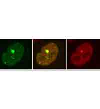 Авторемонтната дейност на организма