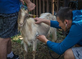 В пазарджишката гимназия от години подготвят ветеринарни техници