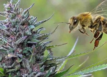 И пчелите обичат канабиса