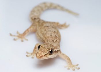 На лов за перфектната опашка