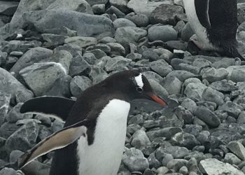 Необикновените  приключения на Гошо