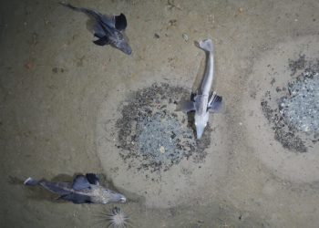 Най-много риби обитават под леда на Антарктида