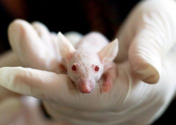 Парализирани мишки прохождат