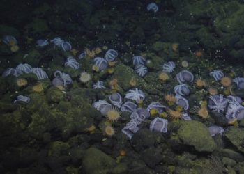 Градината  на октоподите