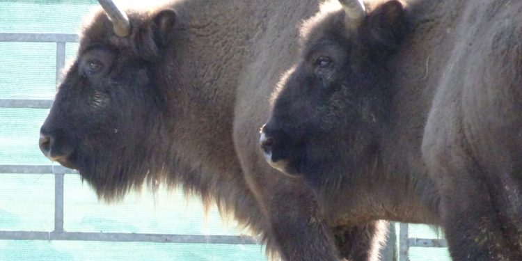 Нови зубри пристигнаха  в Източните Родопи