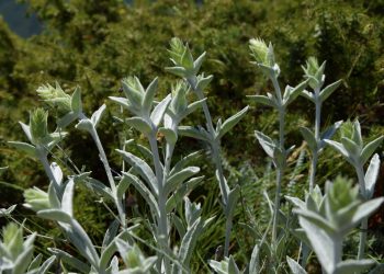 Открит е нов вид растение