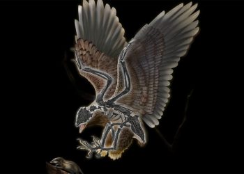 Как полетяха динозаврите