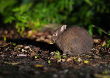 Заек с екологична роля
