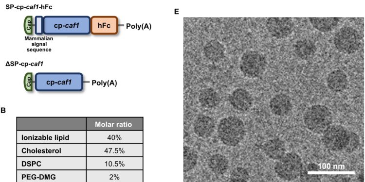 Разработиха иРНК ваксина срещу  Yersinia pestis