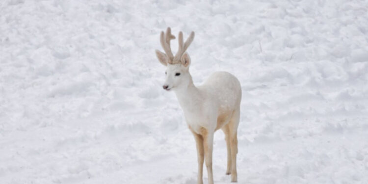 Сръндак албинос живее в Родопите