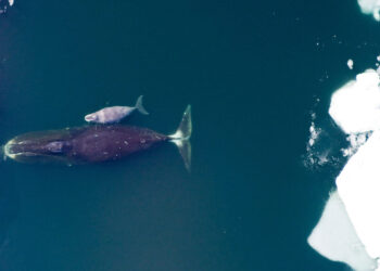 Китове може да имат суперсила срещу рака