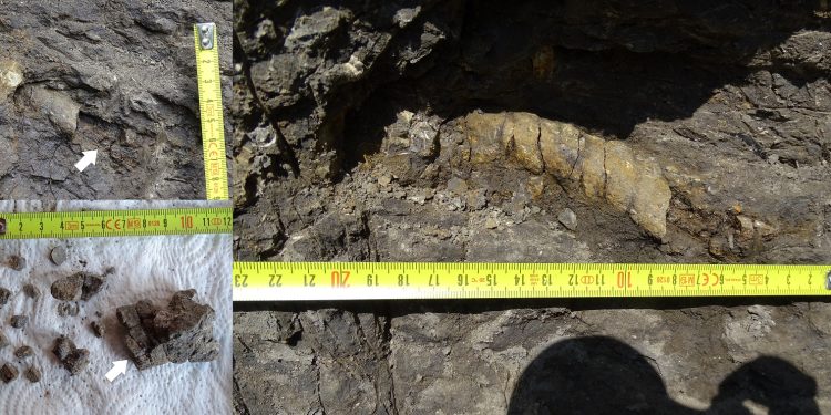 Палеонтолози с успешна експедиция до находището на динозаври край град Трън