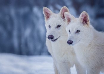 Родиха се вълчета, невиждани от хилядолетия