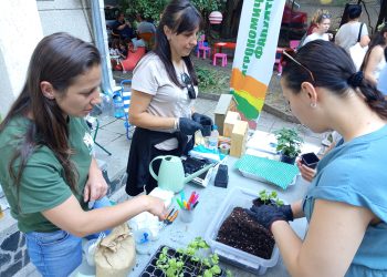 Как се засажда босилек