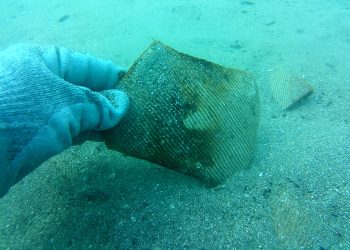 Тайните на залива Тауклиман