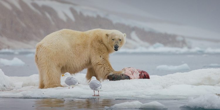 Белите мечки изхранват и други арктически видове