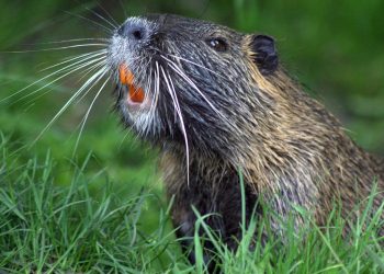 Бобрите се завръщат в България